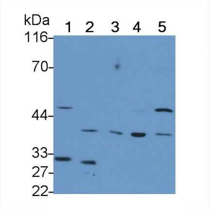 Polyclonal Antibody to Kidney Injury Molecule 1 (Kim1)