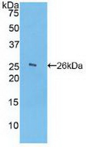 PAA786Hu01.jpg