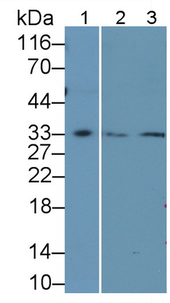 Polyclonal Antibody to Programmed Cell Death Protein 1 Ligand 1 (PDL1)