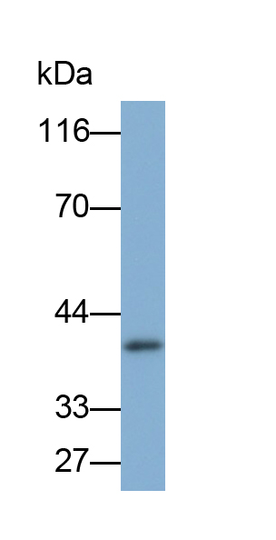 Polyclonal Antibody to Osteonectin (ON)