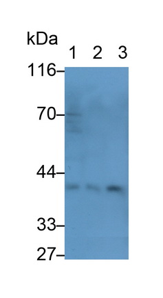 Polyclonal Antibody to Osteonectin (ON)