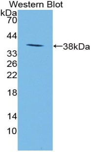PAA796Mu01.jpg