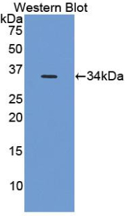 Polyclonal Antibody to Hypoxia Inducible Factor 1 Alpha (HIF1a)