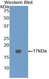 Biotin-Linked Polyclonal Antibody to Bone Morphogenetic Protein 7 (BMP7)