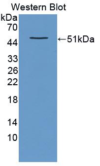 Polyclonal Antibody to Alkaline Sphingomyelinase (Alk-Smase)