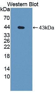 Biotin-Linked Polyclonal Antibody to Cholecystokinin (CCK)