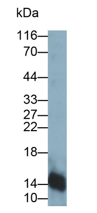 Polyclonal Antibody to Neuromedin B (NMB)