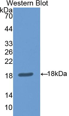 Polyclonal Antibody to Nitric Oxide Synthase 1, Neuronal (NOS1)