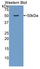 PAA816Bo01.jpg