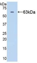 Polyclonal Antibody to Heat Shock Protein 60 (Hsp60)