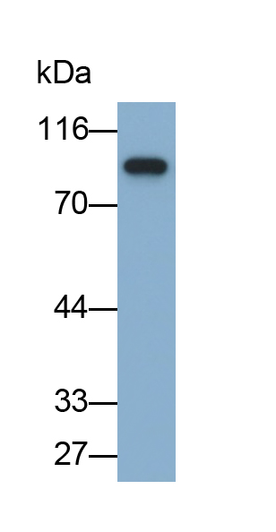 PAA823Hu01.jpg