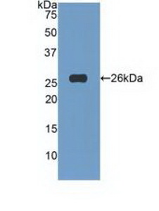 PAA827Hu01.jpg