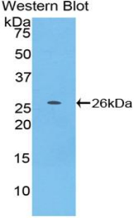 Polyclonal Antibody to Tumor Necrosis Factor Ligand Superfamily, Member 14 (TNFSF14)