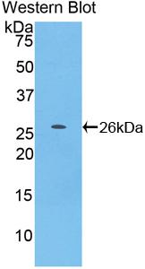 FITC-Linked Polyclonal Antibody to Tumor Necrosis Factor Ligand Superfamily, Member 14 (TNFSF14)