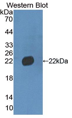 FITC-Linked Polyclonal Antibody to Von Willebrand Factor (vWF)