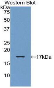 Polyclonal Antibody to Corticotropin Releasing Factor (CRF)