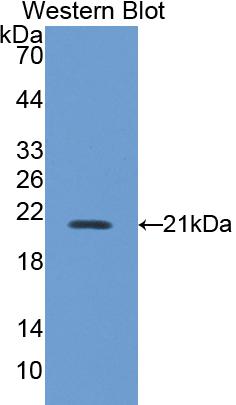 Polyclonal Antibody to Nitric Oxide Synthase 2, Inducible (NOS2)