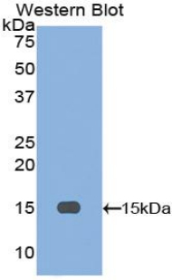 Polyclonal Antibody to Inhibin Beta A (INHbA)