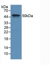 Polyclonal Antibody to Coagulation Factor IX (F9)