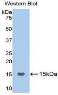 Polyclonal Antibody to Gonadotropin Releasing Hormone (GnRH)