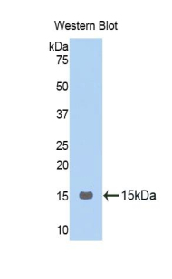 PAA843Hu81.jpg