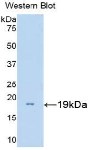 FITC-Linked Polyclonal Antibody to Gonadotropin Releasing Hormone (GnRH)