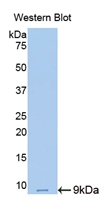 Polyclonal Antibody to Resistin (RETN)