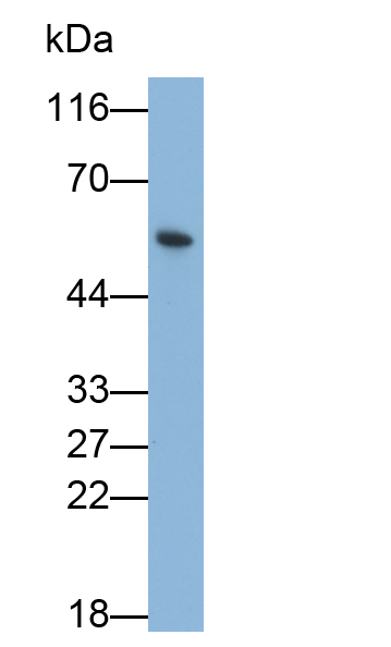 Polyclonal Antibody to Protease Activated Receptor 2 (PAR2)