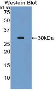 Polyclonal Antibody to Caspase 8 (CASP8)