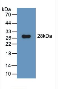PAA854Ra01.jpg
