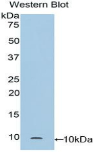 Polyclonal Antibody to Clara Cell Protein 16 (CC16)