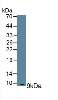 Polyclonal Antibody to Clara Cell Protein 16 (CC16)