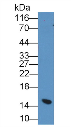 Polyclonal Antibody to Parathyroid Hormone (PTH)