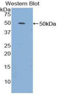 PAA867Ca01.jpg