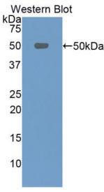 Biotin-Linked Polyclonal Antibody to Phospholipase A2 Group VII (LpPLA2)