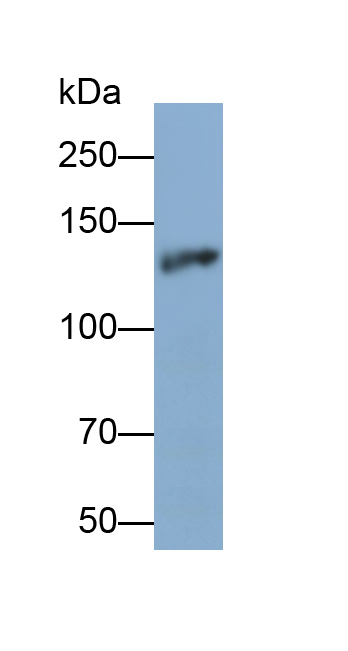 Polyclonal Antibody to Endothelial NOS (eNOS)