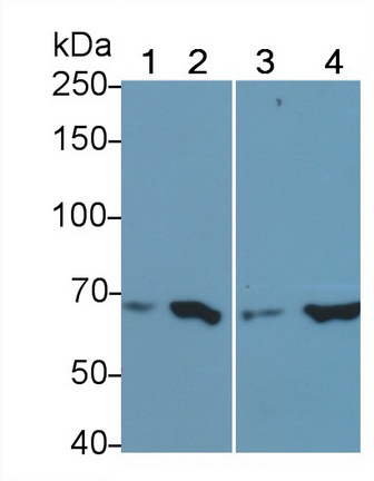 PAA868Ra01.jpg