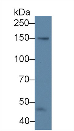 Polyclonal Antibody to Endothelial NOS (eNOS)