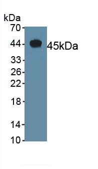 Polyclonal Antibody to Calcitonin Gene Related Peptide (CGRP)