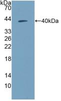 Polyclonal Antibody to Neuropeptide Y (NPY)