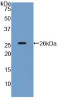 Polyclonal Antibody to Cluster Of Differentiation 200 (CD200)