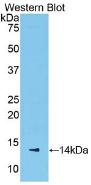 Polyclonal Antibody to Serum Amyloid A (SAA)