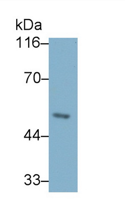 Polyclonal Antibody to Peroxisome Proliferator Activated Receptor Gamma (PPARg)