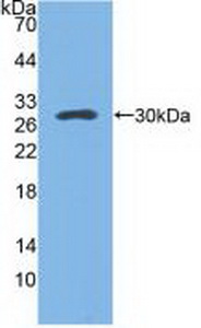 Polyclonal Antibody to Pulmonary Surfactant Associated Protein A1 (SFTPA1)