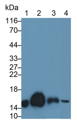 Polyclonal Antibody to Cystatin C (Cys-C)