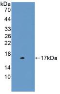 Polyclonal Antibody to Cystatin C (Cys-C)