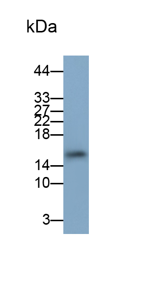 Polyclonal Antibody to Cystatin C (Cys-C)