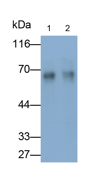 PAA899Ra06.jpg
