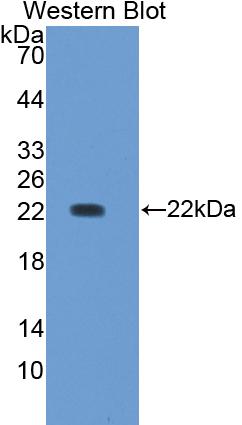 Polyclonal Antibody to Retinol Binding Protein 4 (RBP4)