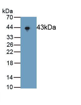 Polyclonal Antibody to Extracellular Signal Regulated Kinase 2 (ERK2)